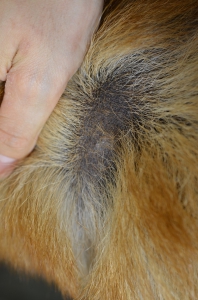 甲状腺機能低下症２.JPG