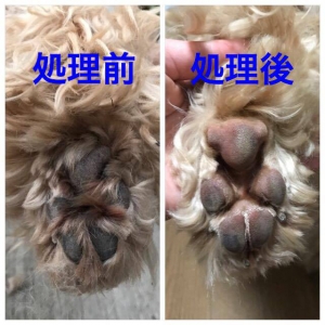 シニア犬に必要な床材B.jpg