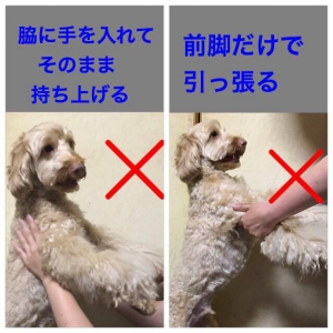 シニア犬に必要な床材C.jpg